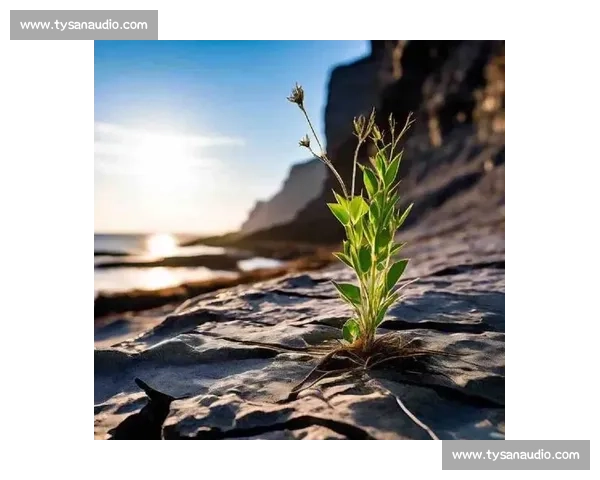 黑马逆袭震撼市场展现非凡实力与潜力新生力量 黑马逆袭震撼市场展现非凡实力与潜力新生力量